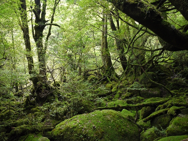 夏の旅行は屋久島の自然を楽しむ！九州最大の山「宮之浦岳」の登山もおすすめ！